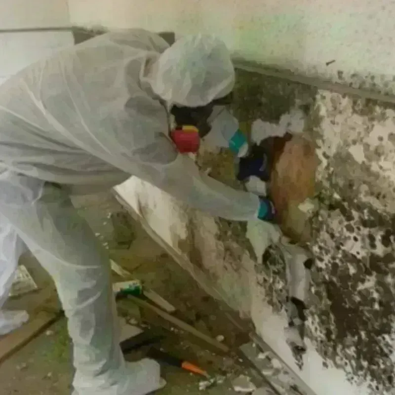 Mold Remediation and Removal in Reed City, MI